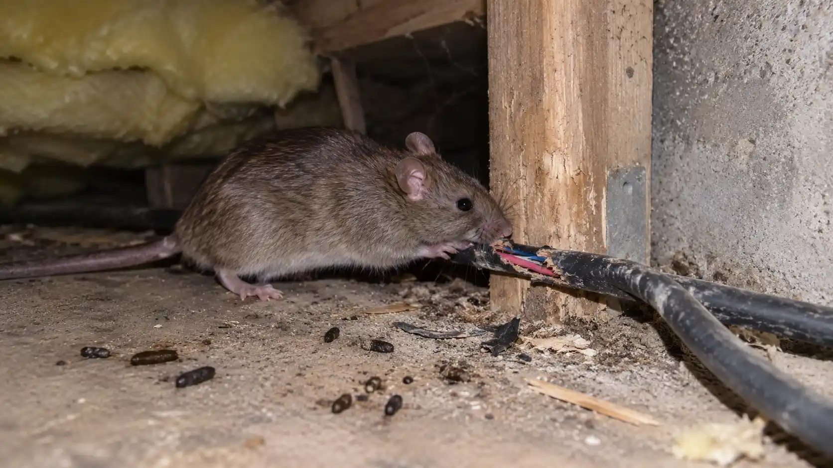 rodent control Burbank rat chewing wires attic